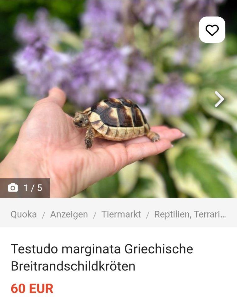 Testudo marginata Breitrandschildkröten - Schildkroeten - Wassenberg