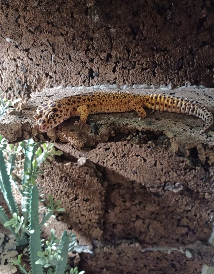 Zwei Weibchen Geckos - Gecko - Mannheim 