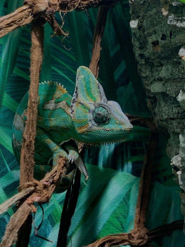 Chamäleon Calyptratus - Chamaeleon - Pfaffenhofen an der Roth