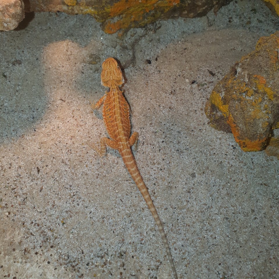 Farb-Bartagame Leatherback - Bartagame - Bad Freienwalde (Oder)