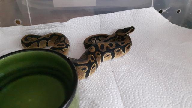 Königsphytons zu verkaufen  - Schlangen Python - Bielefeld 