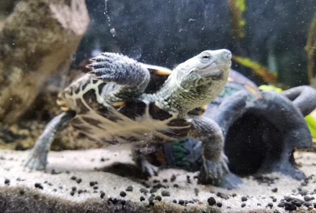Dreikielschildkröte 1 Jahr  - Schildkroeten - Mauerstetten 