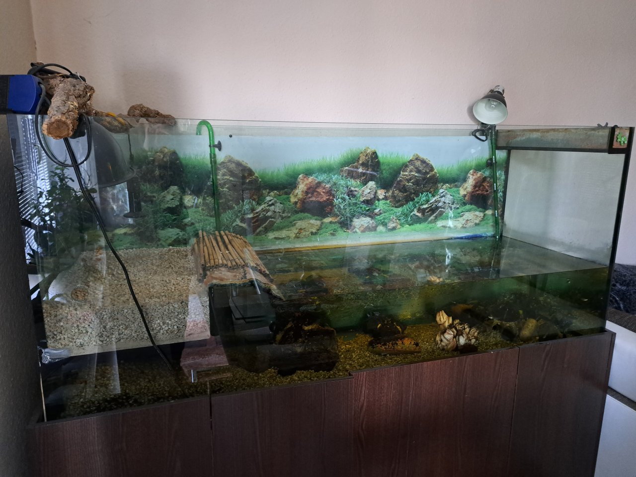 Wasserschildkröte incl Zubehör und Becken - Schildkroeten - Hamburg