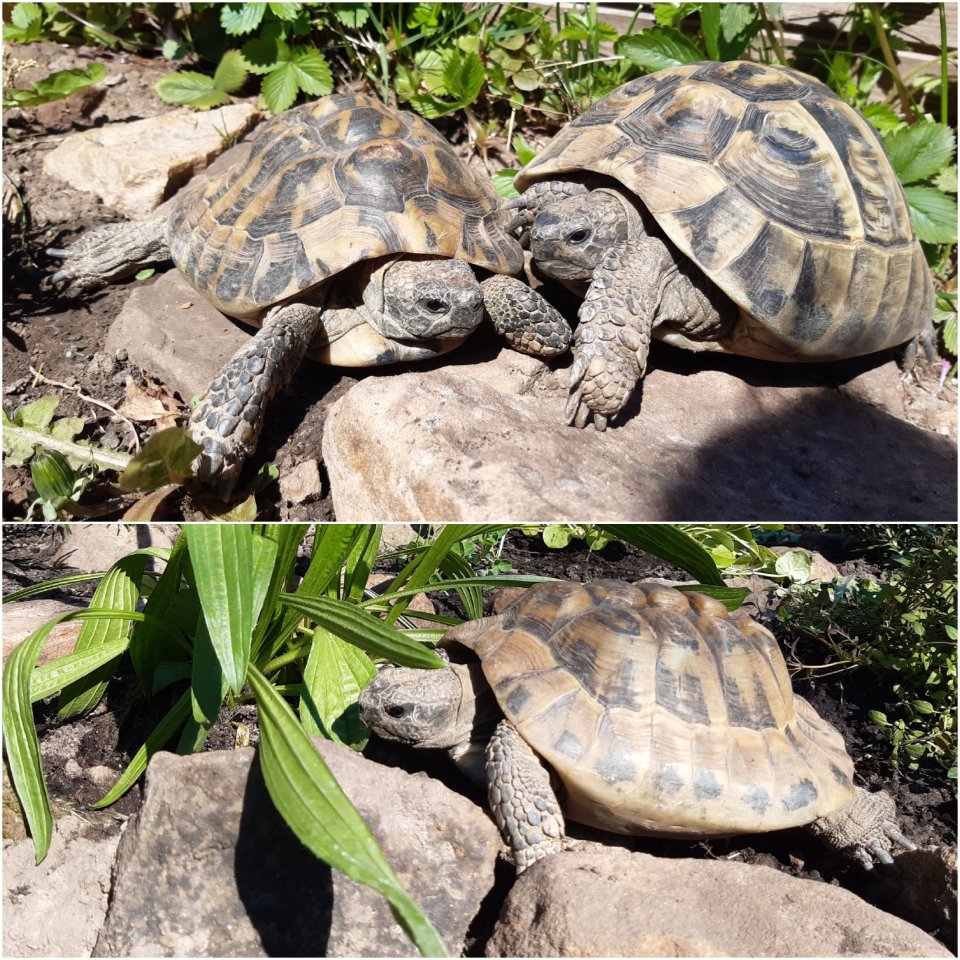 3 griechische Landschildkröten abzugeben - Schildkroeten - Helsa