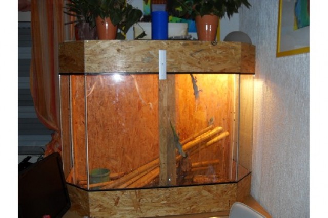 Panorama Terrarium mit 6 Geckos zu verkaufen - Gecko - Tholey