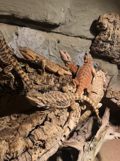 Bartagame Jungtiere abzugeben - Bartagame - Soest 