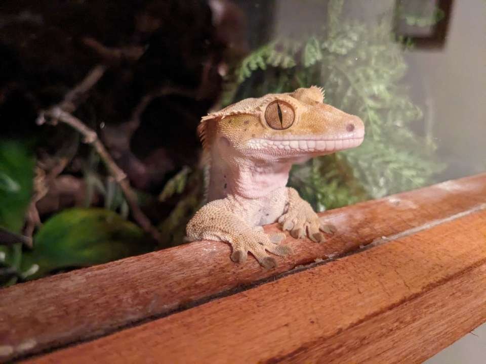 Kronengecko männl. Jg. 2017 - Gecko - Braunschweig