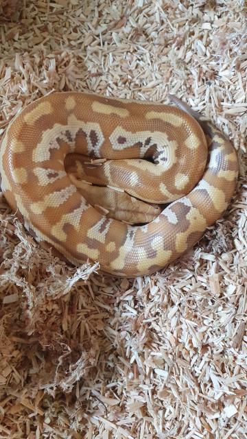 Nachzuchten 2020 Blutpythons  - Schlangen Python - Braunfels-Bonbaden