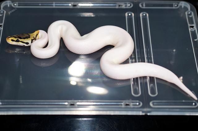 1.0 Spied poss GeneX - Schlangen Python - Schwerin