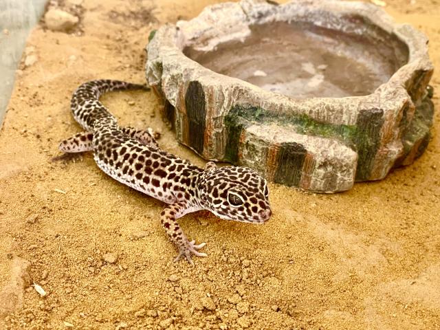 Leopardgecko weiblich 2 Jahre - Gecko - Hausen