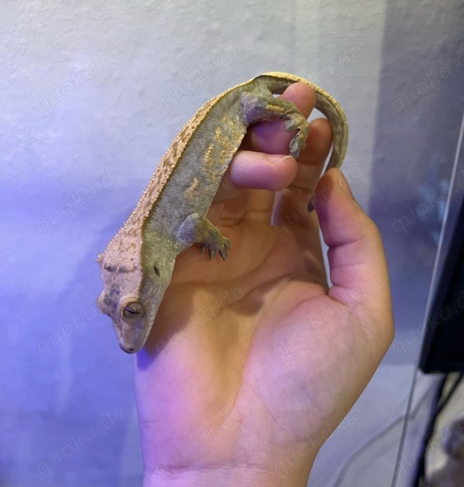 Crested Gecko – Harlequin/Pinstripe-Morph mit vollem Schwanz - Gecko - Hanerau-Hademarschen