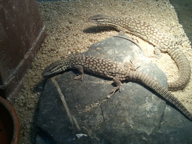 Varanus acanthurus (Stachelschwanzwaran) - Warane - Herzogenaurach
