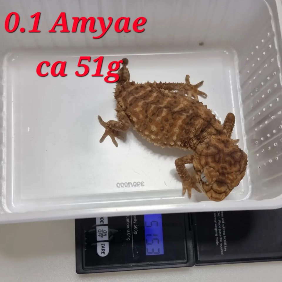 Amyae Wheeleri Deleani lucasium Diplodactylus - Gecko - Lippstadt