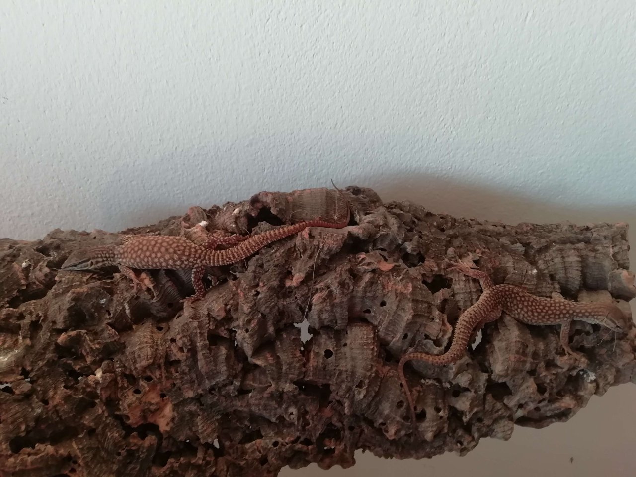Stachelschwanzwaran / Varanus acanthurus - Warane - Salzburg