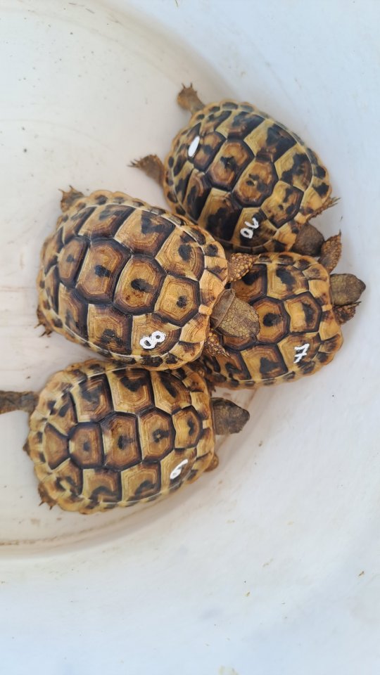 Griechische Landschildkröten Babys - Schildkroeten - MUNDERKINGEN