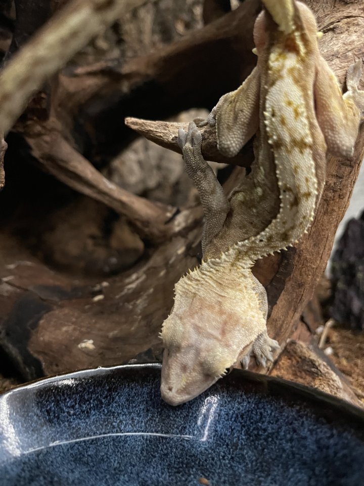 Kronengecko Männchen mit Terrarium - Gecko - 68723