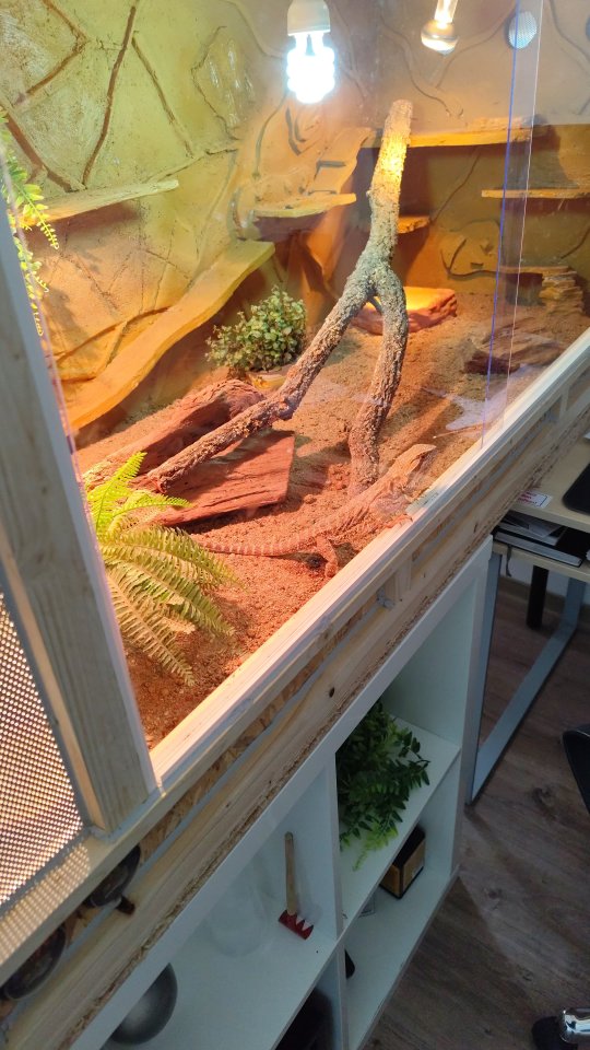 Bartagame 2 Jahre alt - Bartagame - Bad Wünnenberg - Haaren