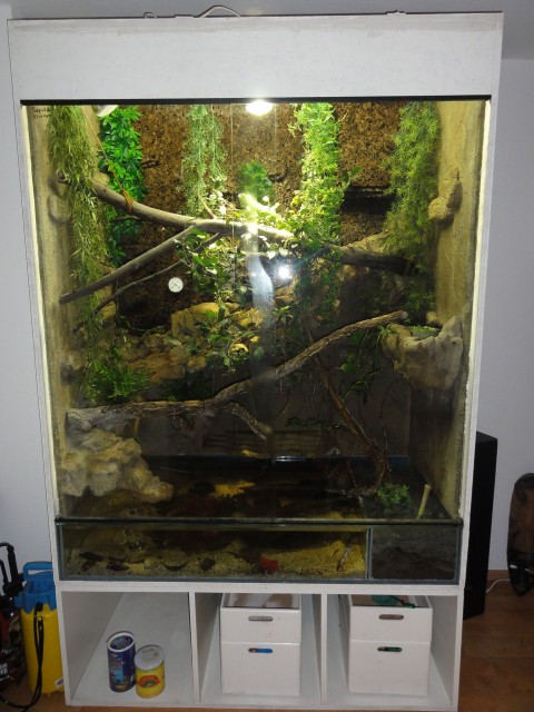 Grüner Leguan mit Terrarium/Aquarium abzugeben - Leguan - Ratingen