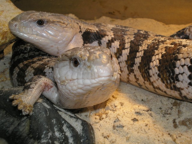 Blauzungenskinks Tiliqua scincoides - Echsen - Bochum