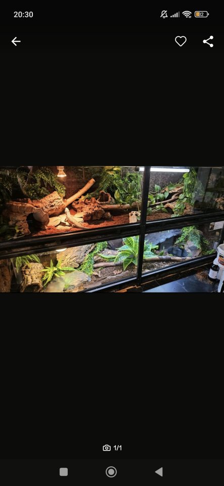 Terrarium mit zwei Schlangen - Schlangen - Thüngersheim