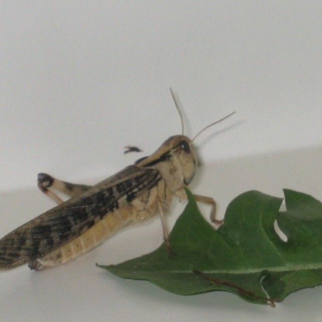 Wanderheuschrecken - Futtertiere - Seehausen