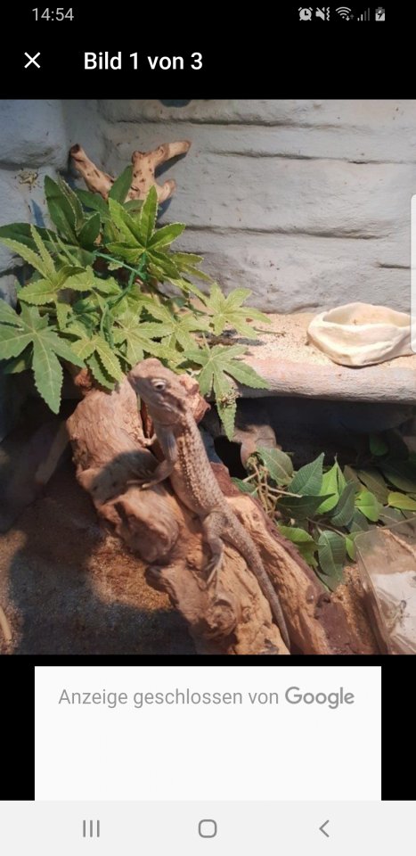 Terrarium mit 2 zwergbartagame - Bartagame - Mundelsheim 