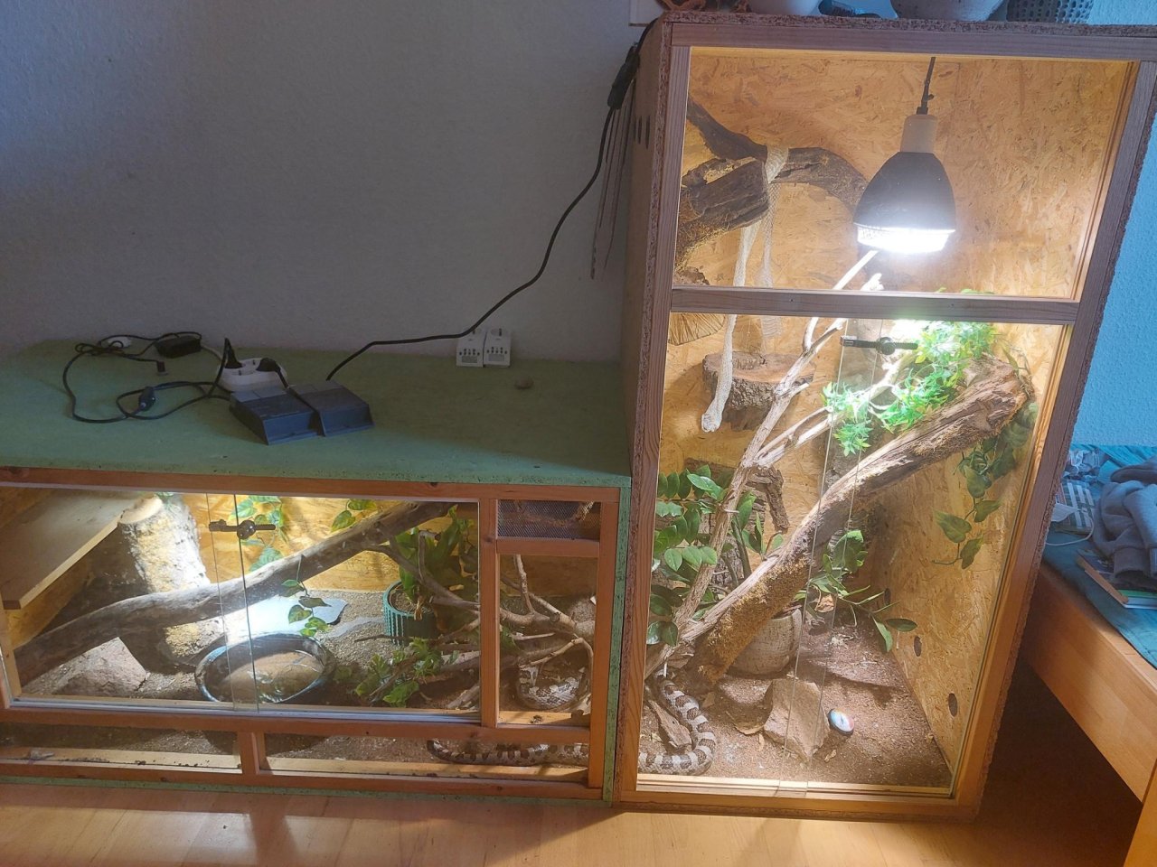 Riesige Kornnatter in großem Terrarium - Schlangen - Freiburg