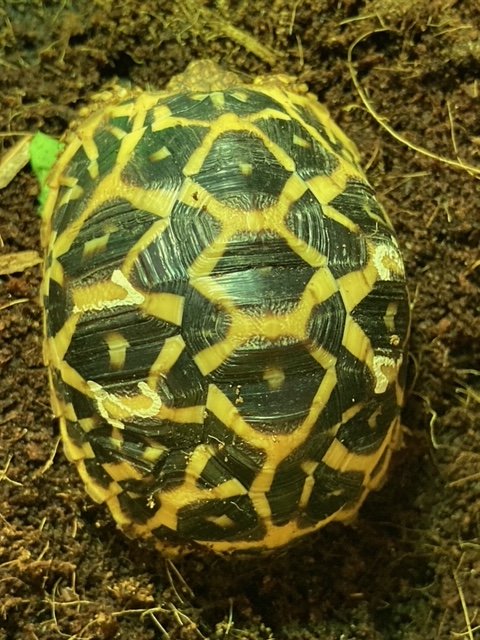 Südindische Sternschildkröten Jungtiere geboren 06/2023 mit Papieren - Schildkroeten - Heilbronn