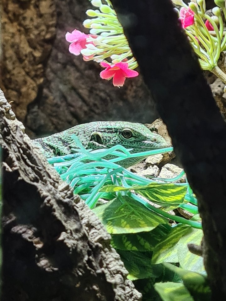 Smaragdwaran Veranus prasinus - Warane - Augsburg