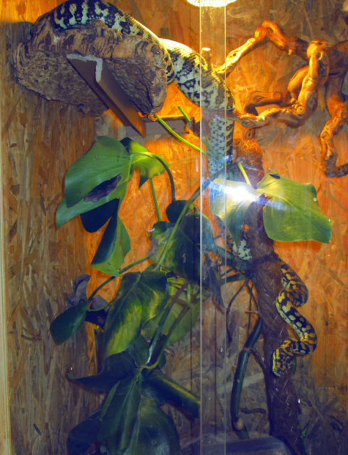 Teppichpython  - Schlangen Python - Augsburg