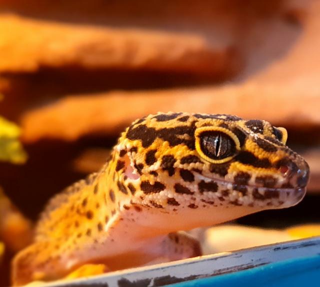 Leopardgeckos aus langjähriger Zucht - Echsen - Halle