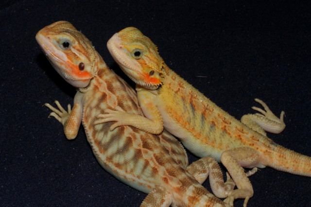 Farbbartagamen Transleather het. Hypo Bock Subadult Bloodline Ghost Dragons - Bartagame Farbbartagame - Bremen