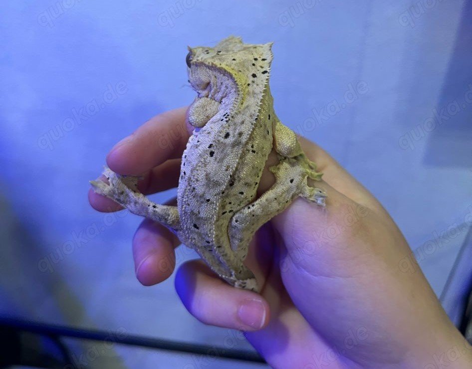 Crested Gecko Weibchen –  Dalmatiner-Morph - Gecko - Hanerau-Hademarschen