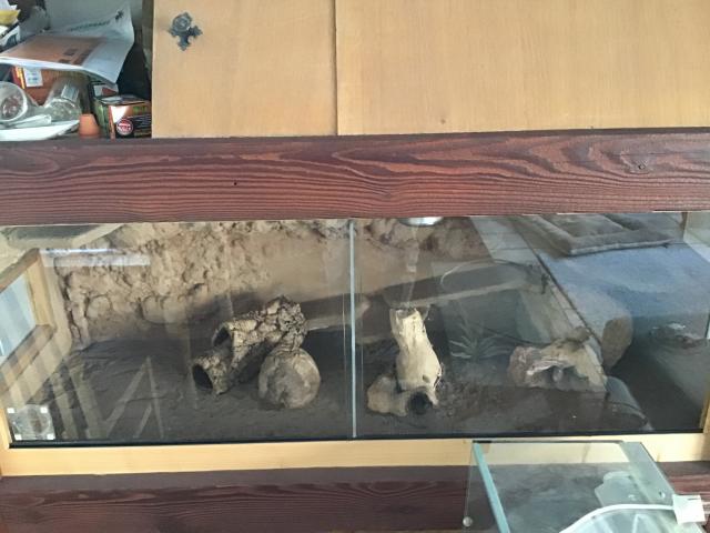 Suche Zwergbartagame - Bartagame Zwergbartagame - Hamburg 
