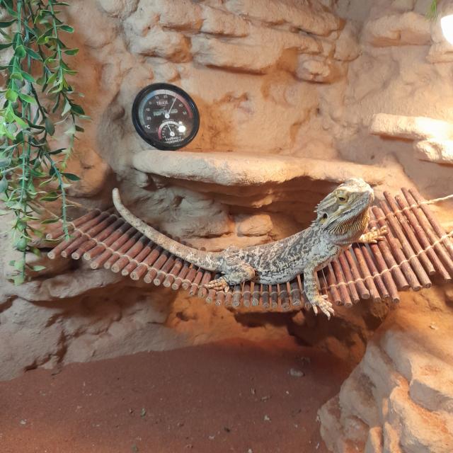 Bartagamen zu Verschenken - Bartagame - Grünberg