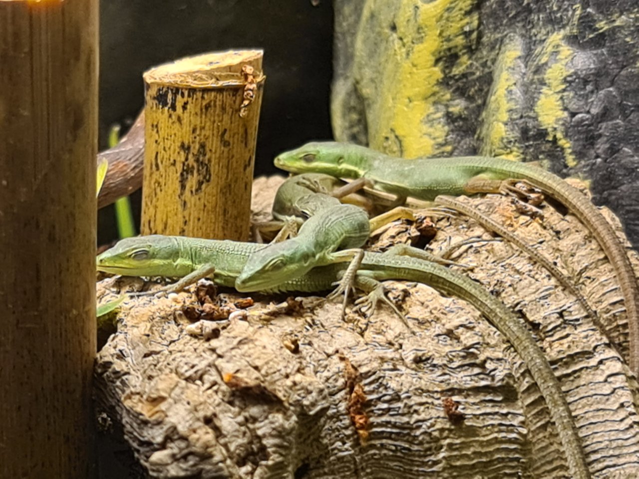 Smaragd-Langschwanzeidechse (Takydromus smaragdinus) - Echsen - Isernhagen