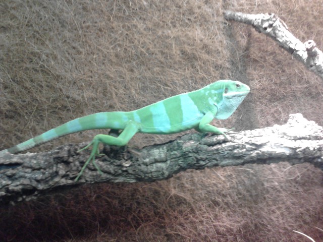 Seltener Fidschi Leguan 1.0 - Leguan - Hofgeismar