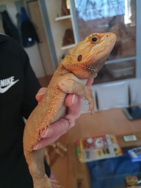 Farbbartagam - Bartagame Farbbartagame - Hannover 