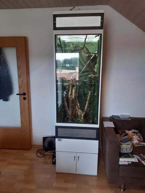 Jemenchamäleon und Terrarium zu verkaufen - Chamaeleon - Pürgen