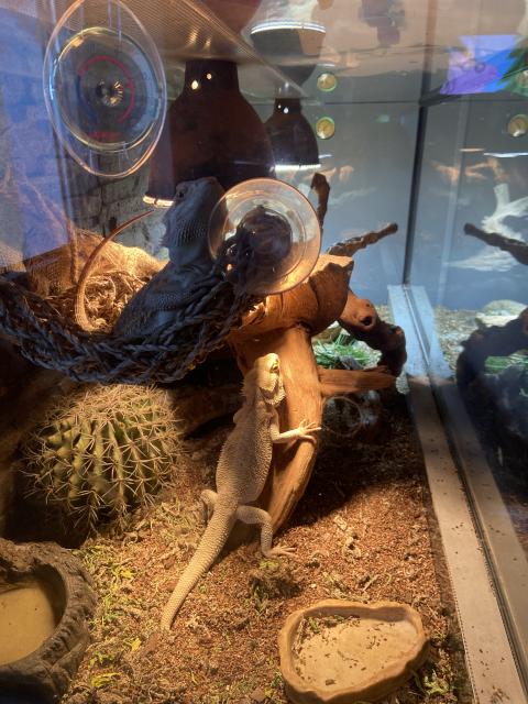Terrarium + 3 Bartagamen  - Bartagame - Friedberg