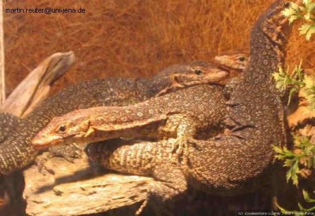 Verkaufe 2,2 Varanus auffenbergi - Sonstige Reptilien - 