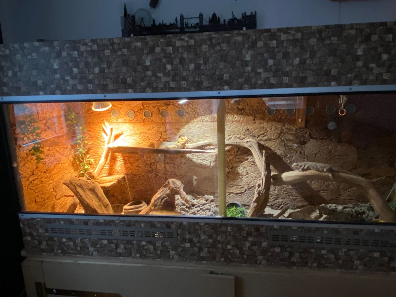 Terrarium mit 3 Bartagamen - Bartagame - Selb