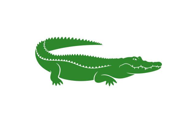 Kaiman What*app Gruppe Boerse Reptilien Verkauf & Gesuche - Kaiman - Hannover