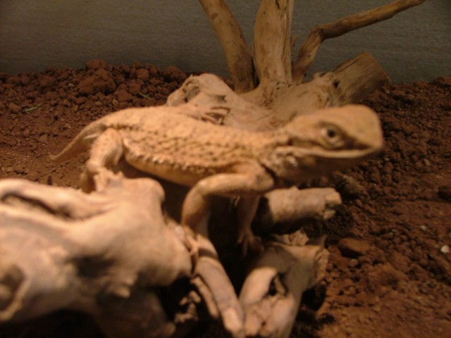 Pogona henrylawsoni ( Zwergbartagame ) - Bartagame - Butzbach