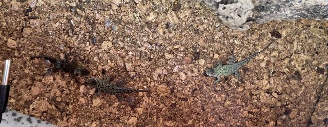 Malachit Stachelleguan Pärchen vom 17.03.22  - Leguan - Warstein 