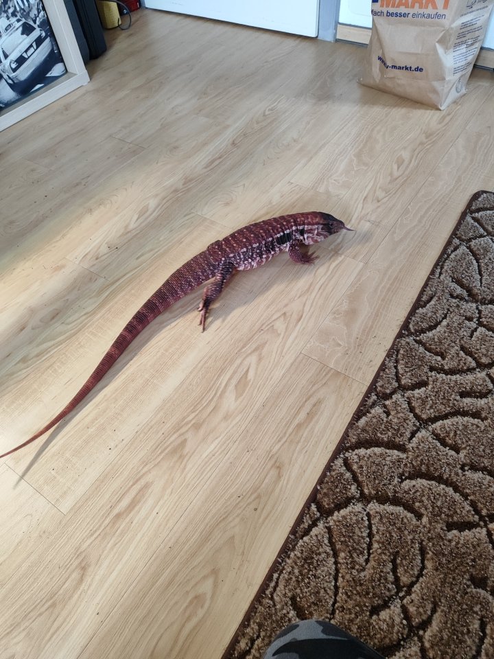 Roter Teju zu verkaufen - Sonstige Reptilien - Oberstdorf