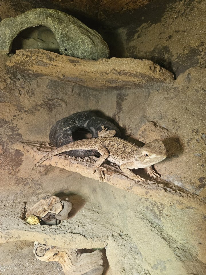 Zwergbartagame mit Terrarium - Bartagame - Berlin