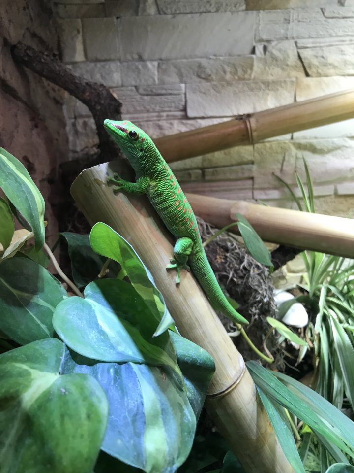 Phelsuma Grandis Weibchen (von 2016) - Gecko - Essen