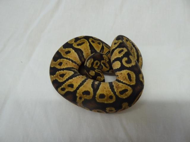 0. 1 - Pastel 100% het Piebald / Pastel (CB 2020) - Schlangen Python - Teublitz