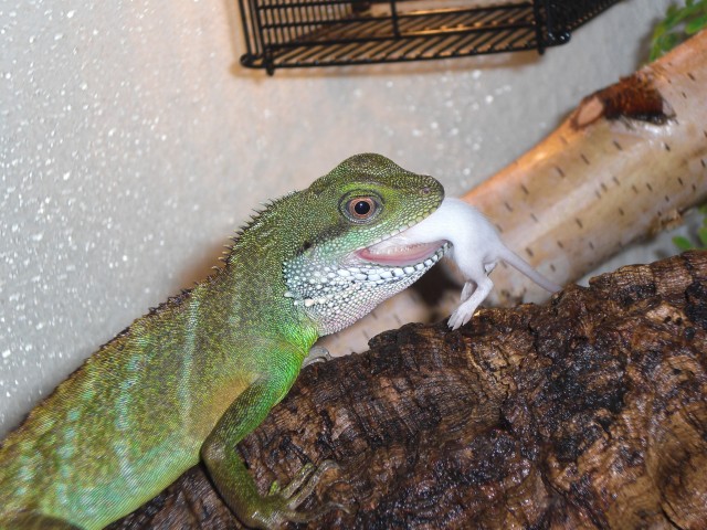 Wasseragame zu verkaufen - Sonstige Reptilien - Emden